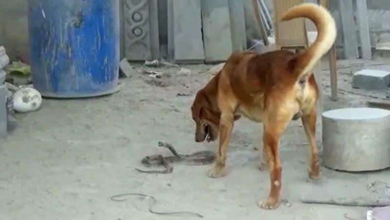 A dog bitten by a cobra video goes viral