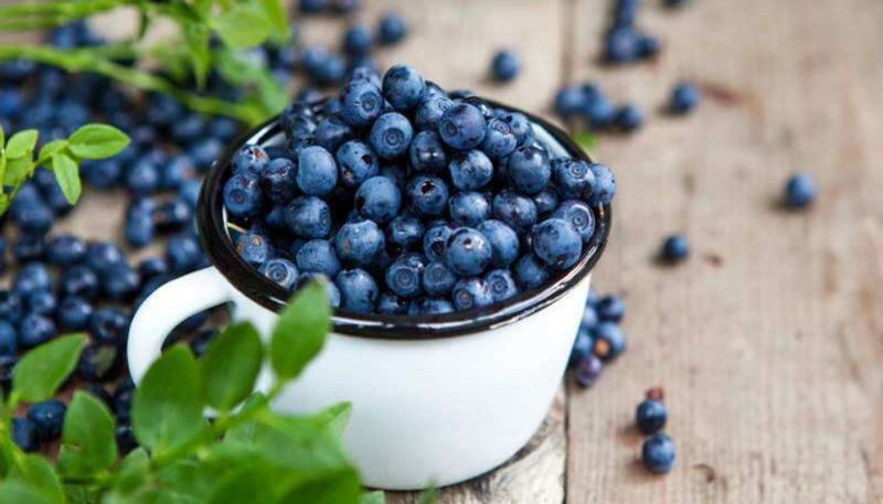 can you eat blueberries during pregnancy