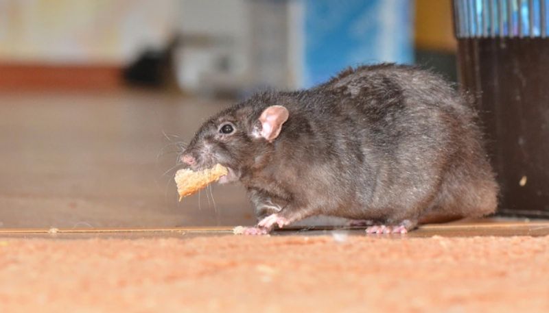 unusually big rats makes threat to humans in wales uk hyp 