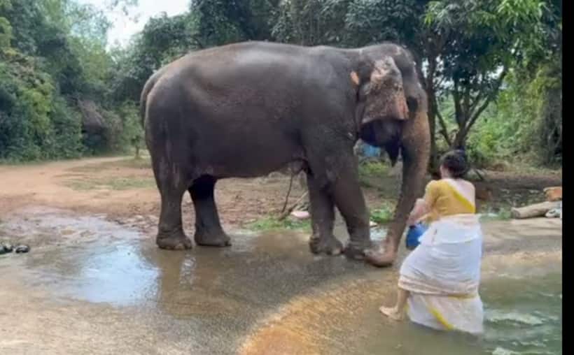 ఏనుగుకు స్నానం చేయించిన హీరోయిన్... బన్నీతో జతకట్టిన ఈ భామ ఎవరో గుర్తు పట్టారా?