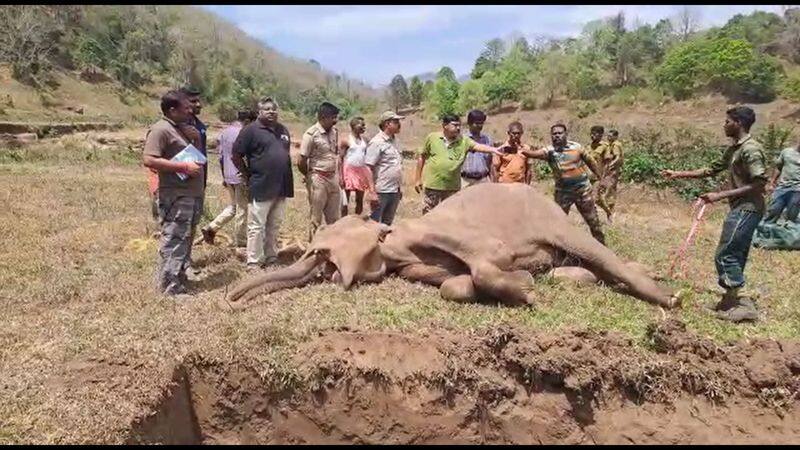 forest officer release a post mortem report of wild elephant