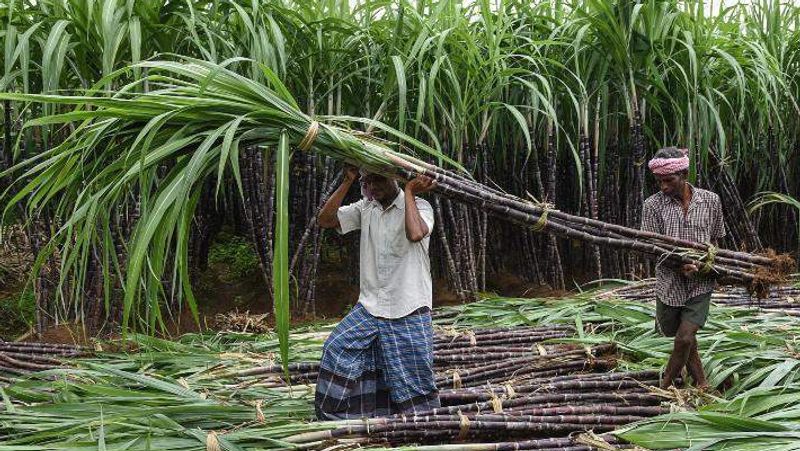 Special incentive for sugarcane announcement