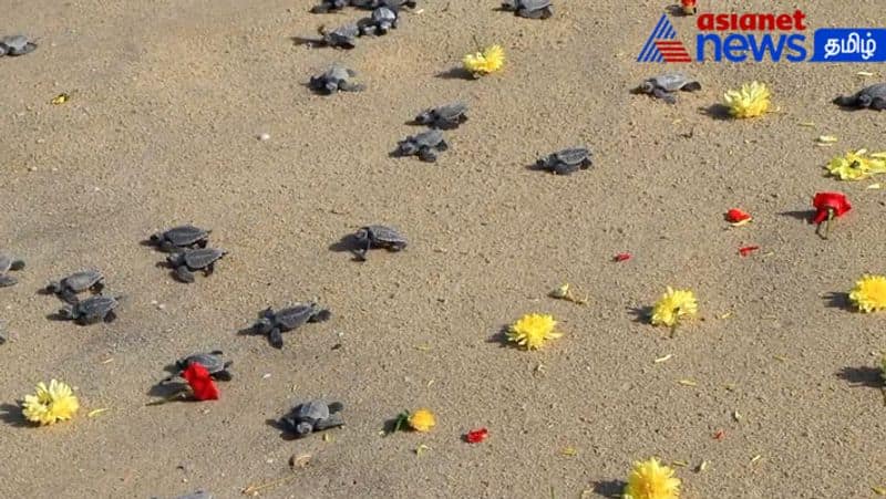 Baby turtles falling into the sea at Mukundarayar Chathiram, Dhanushkodi