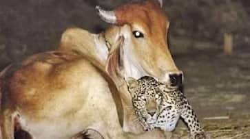 cow and leopard cuddling viral picture rlp cow and leopard cuddling viral picture rlp