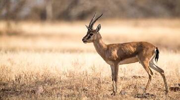 people cooking and consuming chinkara video spread rlp people cooking and consuming chinkara video spread rlp