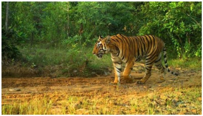 All 5 tiger reserves in Tamil Nadu are managed well: NTCA report