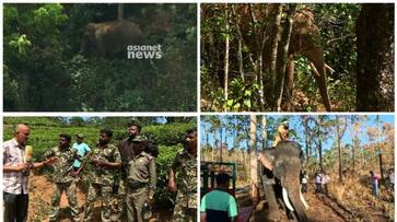 proceedings to catch wild elephant arikkomban proceedings to catch wild elephant arikkomban
