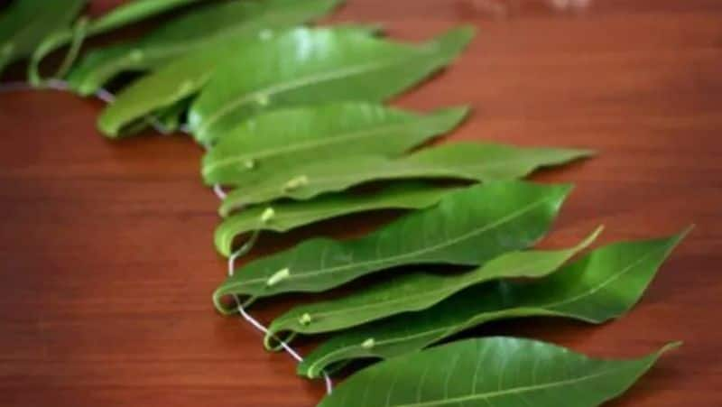 Significance of mango leaves in puja ceremonies ram