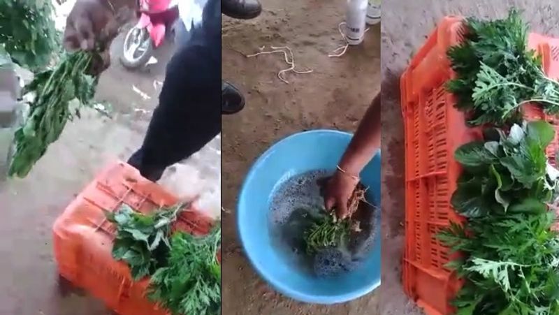 Can vegetables be kept fresh like this Is this true? People are shocked to see the viral video akb