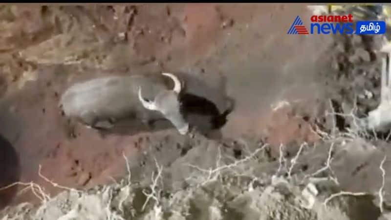 The bison fell into the well! - Forest department rescued after a long struggle!