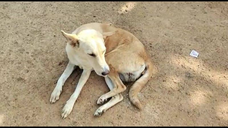 In Ariyalur the dog was given hypnotic biscuits and the jewelry and money were stolen