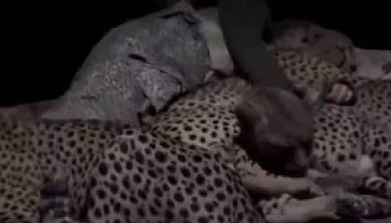 man sleeping near Cheetahs rlp