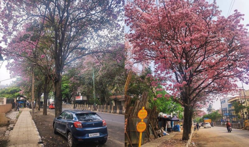 Bengaluru painted in shades of pink (PHOTOS)