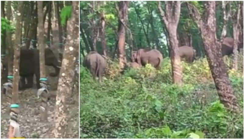 a gang of 3 elephants rounding in kunnur in last 20 days