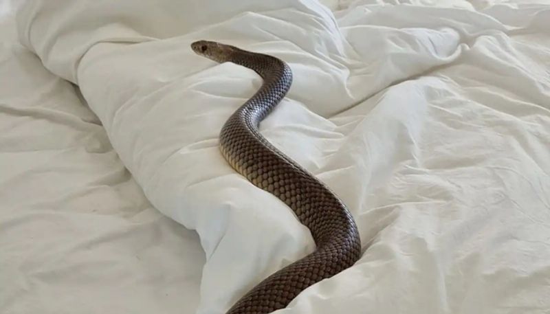 man claims that snake entered inside his body through private part hyp 