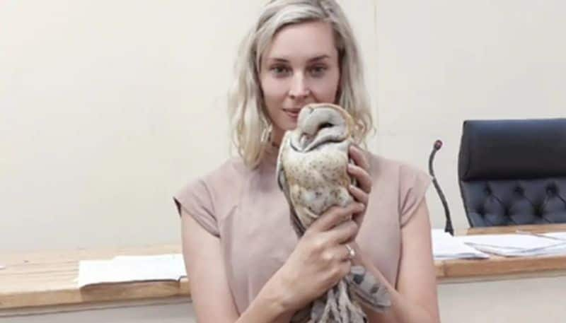 owl enters into a court room while murder trial ongoing hyp 