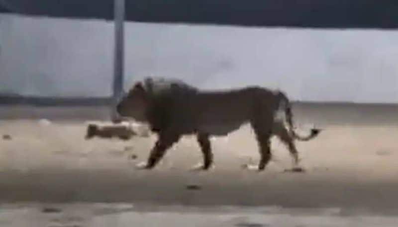 dog chasing lion rlp