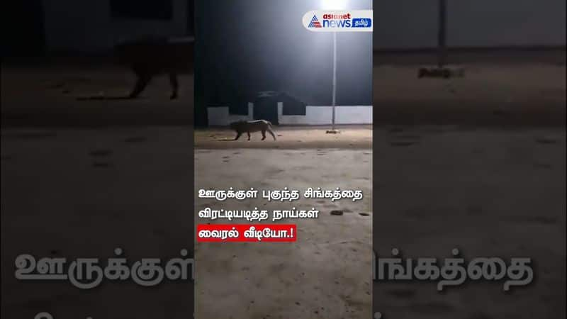 more dogs chase away a lion in Gujarat