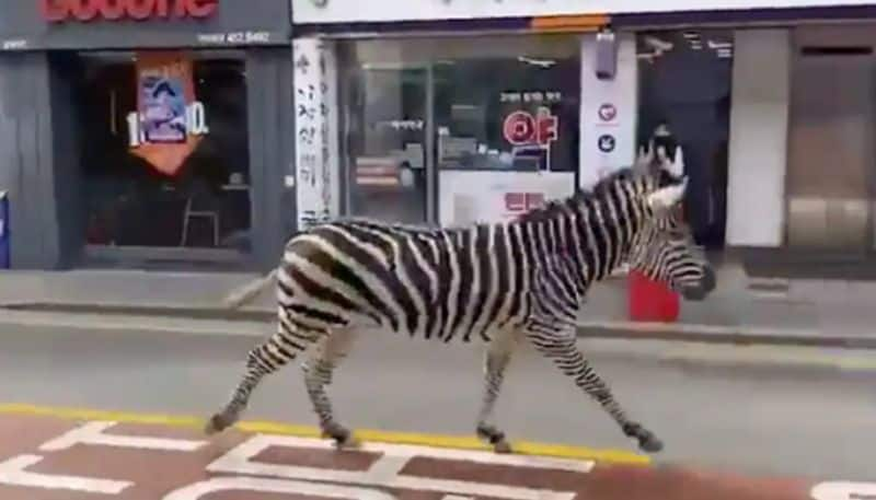 Thats Not A Zebra Crossing Thats A Zebra Crossing Road azn 