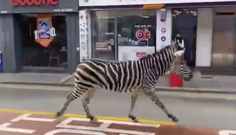 Thats Not A Zebra Crossing Thats A Zebra Crossing Road azn 