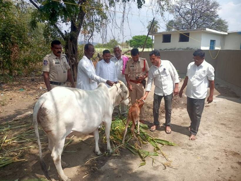 పసికందు ఆకలి తీర్చిన మంత్రి హరీశ్.. పాల కొరత తీర్చడానికి ఆవునే కొనిచ్చిన మంత్రి