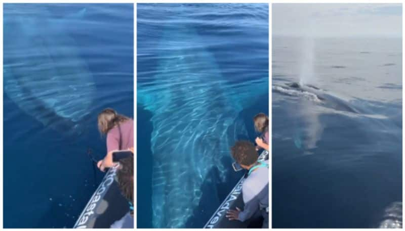 beautiful view of a blue whale swimming under the boat bkg