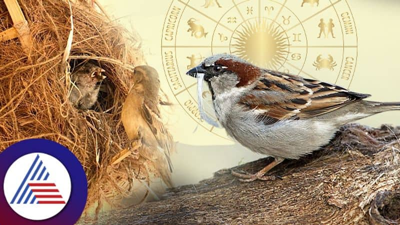 World Sparrow Day 2024: Know theme, important facts and how to celebrate the day  RBA