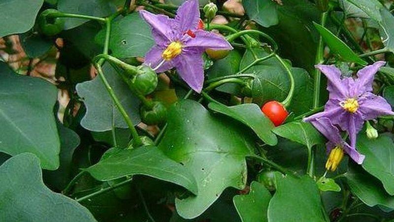 Health Benefits of Thoothu valai Leaves 