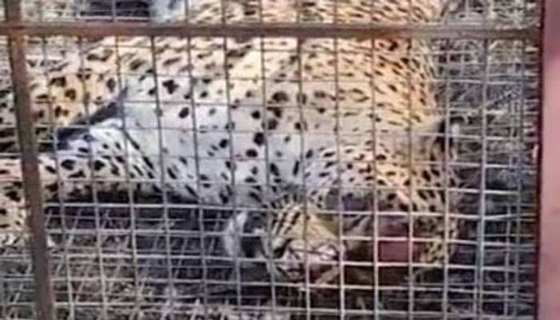 villagers caged leopard make people angry rlp