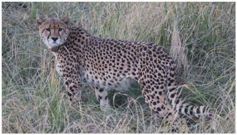 10th Cheetah Dies At Kuno National Park In Madhya Pradesh sgb