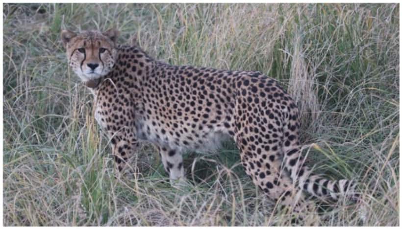 'A very good sign...' Forest ADG sees brighter side of Cheetah straying out of MP's Kuno National Park