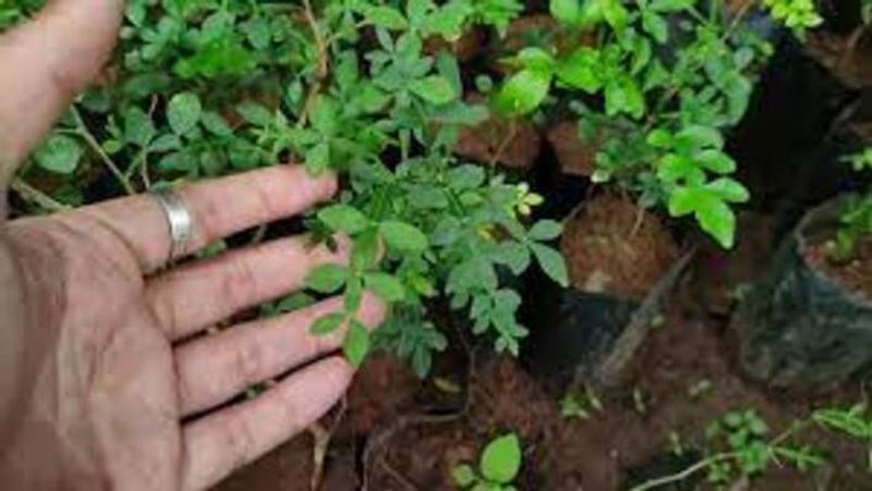 Spiritual Benefits of Growing Vilvam plant at home 