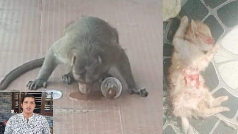 Monkeys Army kill the dogs and cats kept at home People are scared of monkey attacks sat