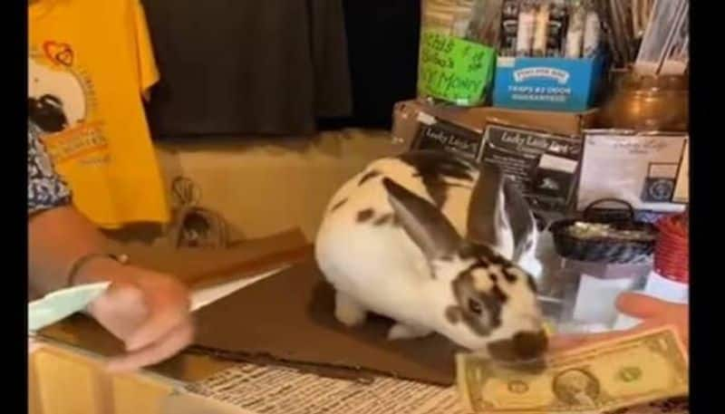 Rabbit Aka Store Assistant video went viral rlp