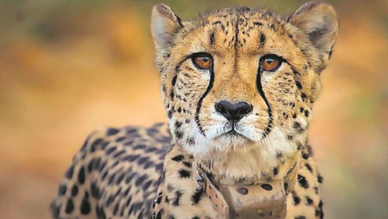 Namibian South African cheetahs fight at Kuno National Park, one big cat injured; check details AJR