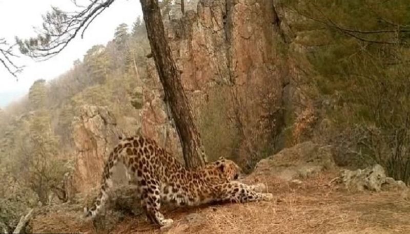 Leopard doing Surya Namaskar video has gone viral In internet - bsb