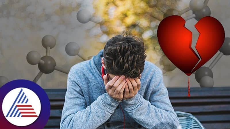 Heart Broken Syndrome Cortisol Hormone Is Responsible For The Pain