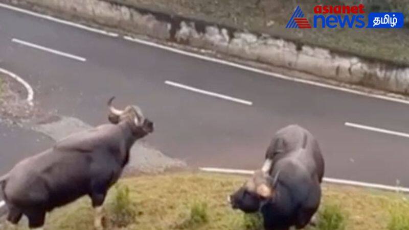 Two bison aggressively clash near Coonoor! Viral video!