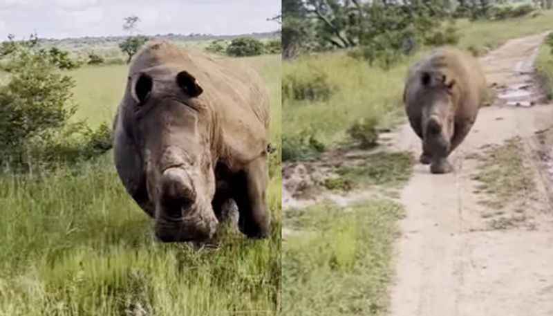 Angry Rhino  Chases Tourist Jeep In South Africa For Over 1 Km azn   