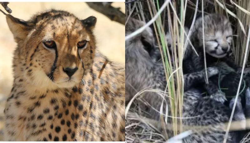 Cheetah Siyaya gives birth four cubs in Kuno park prm 