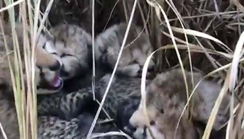 WATCH Namibian cheetah, translocated to India, gives birth to four cubs AJR