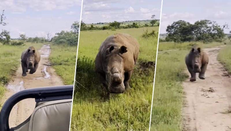 Tourists narrowly escape angry rhino charging at safari jeep in South Africa; watch video - gps