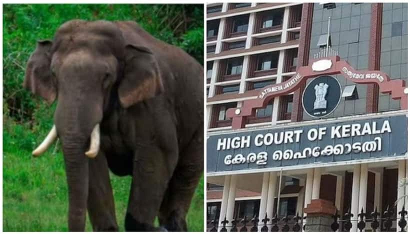 Kerala HC declines to interfere with relocation of tusker 'Arikomban'; Directs govt to find suitable place