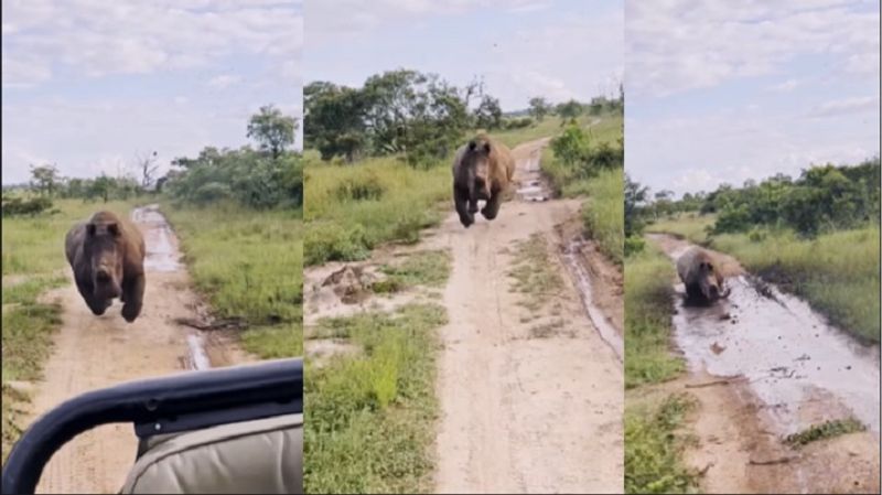 Angry Rhino chased touist safari vehicle over 1 km at Greater Kruger National Park akb