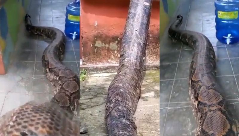 big python slithering from one compound to another hyp 