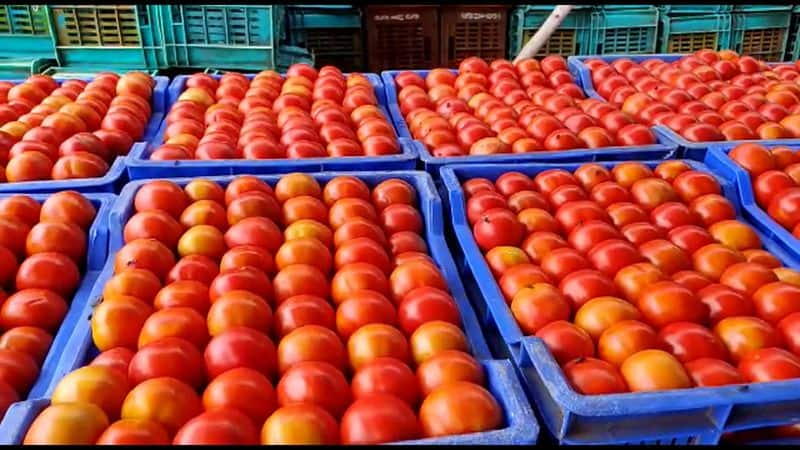 Farmers are in agony as a 1 kg of tomato is sold at Rs.3 in the wholesale market