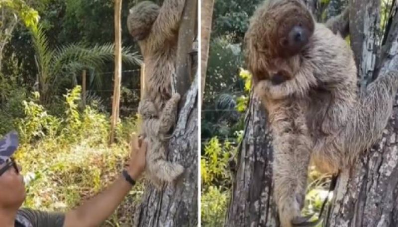 man helps reunite mom and baby sloth rlp