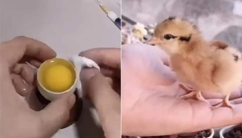 researcher hatching chicken in open egg the video goes viral hyp