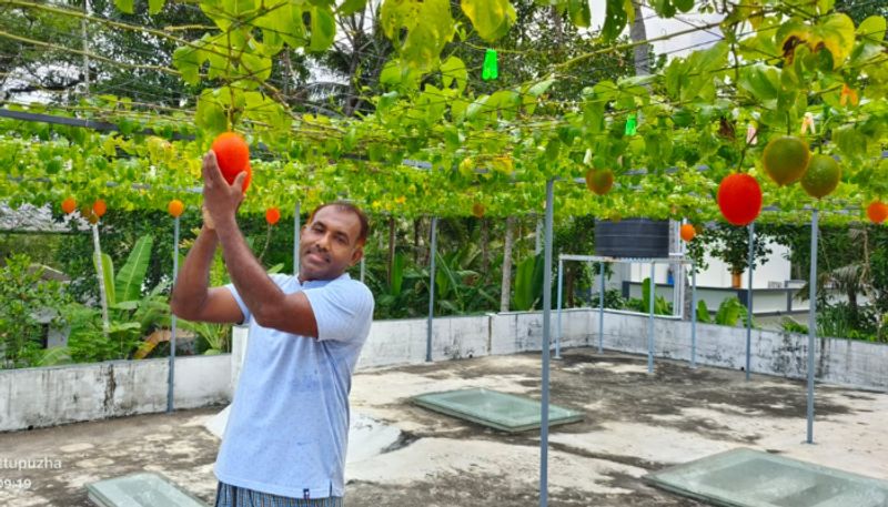 alappuzha native grows Gac melon in alappuzha etj