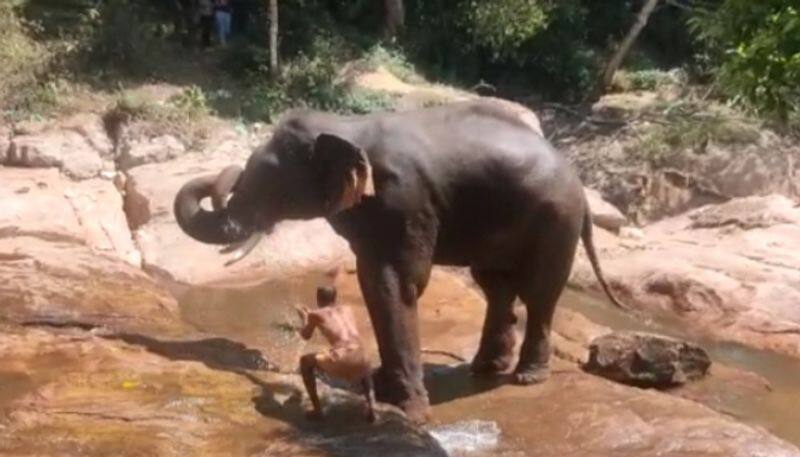 gang of forest elephants entered residential area in coimbatore